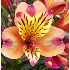 Alstroemeria Indian Summer