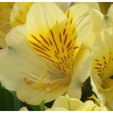 Alstroemeria Inticancha Havana