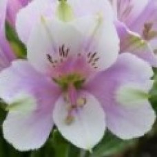 Alstroemeria Inticancha Moon