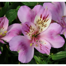 Alstroemeria Inticancha Navayo