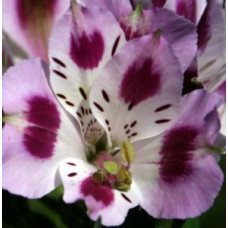 Alstroemeria Inticancha Passion