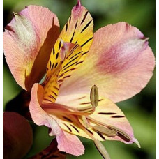 Alstroemeria Inticancha Sunset