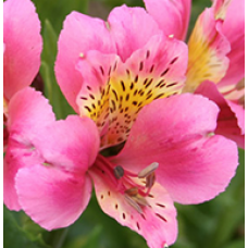 Alstroemeria Pink Magic