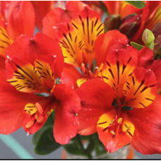 Alstroemeria Flame