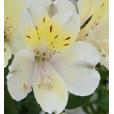 Alstroemeria Silvester