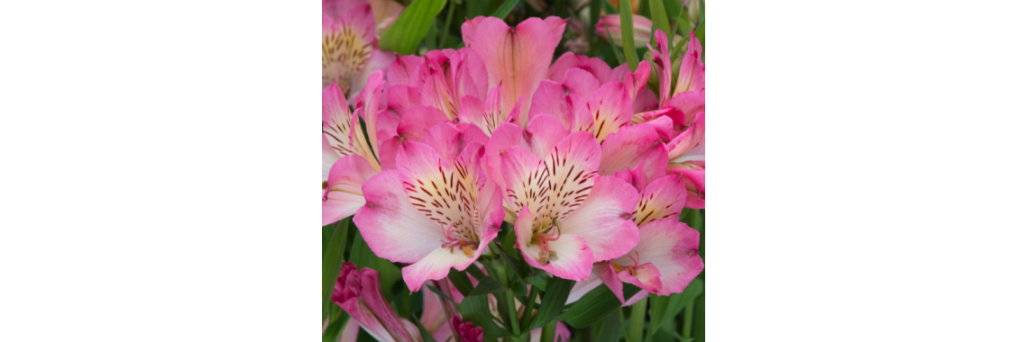 Alstroemeria Summer Break