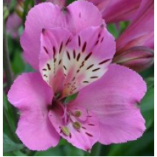 Alstroemeria Summer Saint