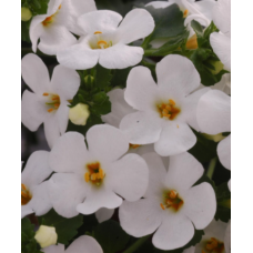 Bacopa Megacopa White