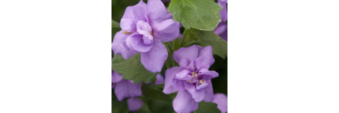 Bacopa Scopia Double Ballerina Indigo Blue