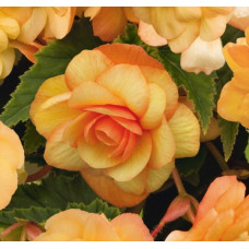 Begonia Illumination Apricot Shades (trailing)