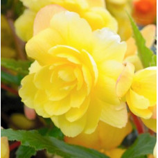 Begonia Illumination Lemon (trailing)