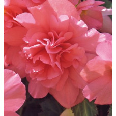 Begonia Illumination Salmon Pink (trailing)