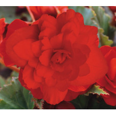 Begonia Illumination Scarlet (trailing)