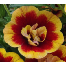 Calibrachoa  Calita Double Sunset Bicolour