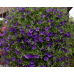 Calibrachoa Can-Can Double Blue