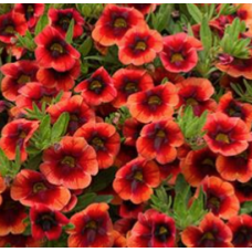 Calibrachoa Can-Can Orange Punch