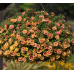 Calibrachoa Can-Can Double Orange Tastic