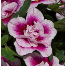 Calibrachoa Can-Can Double Pinktastic