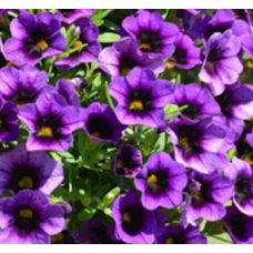 Calibrachoa Can-Can Blueberry Punch