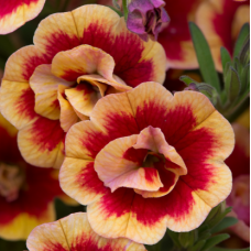 Calibrachoa Can-Can Double Orange Tastic