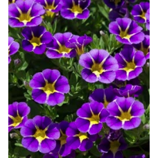 Calibrachoa Starlight Blue