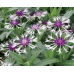 Centaurea Amethyst in Snow