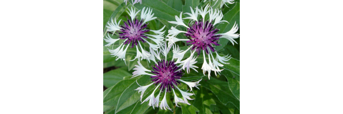 Centaurea Amethyst in Snow