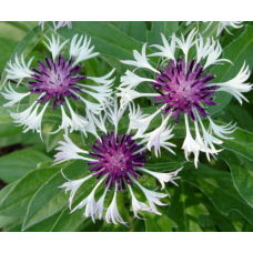 Centaurea Amethyst in Snow