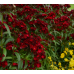 Dianthus Dash Crimson
