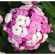 Dianthus  Dash Magician