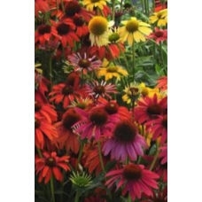 Echinacea Cheyenne Spirit