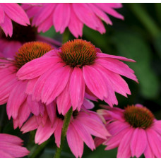 Echinacea PowWow Wild Berry
