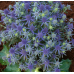 Eryngium Planum Blue Hobbit