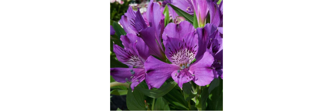 Alstroemeria Inicancha Indigo