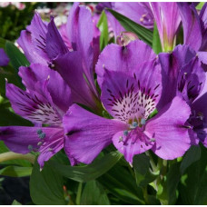 Alstroemeria Inticancha Indigo