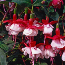 Fuchsia Hardy Snowcap