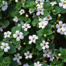 Bacopa Snowflake