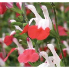 Salvia Hot Lips