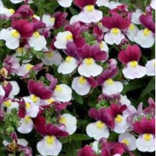 Nemesia Lady Emma