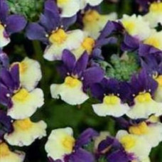 Nemesia Aroma Plums & Custard