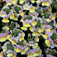 Nemesia Lavender Sherbet