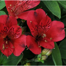 Alstroemeria Inticancha Red