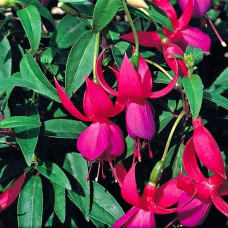 Fuchsia Barbara Windsor