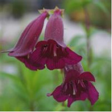 Penstemon Plum Jerkum