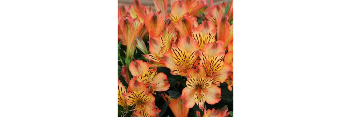 Alstroemeria Inicancha Bryce