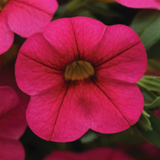 Calibrachoa Cabaret Hot Pink