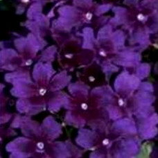 Verbena Showboat Midnight