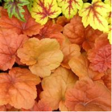 Heuchera Southern Comfort