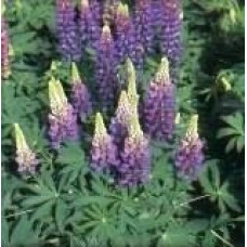 Lupin Gallery Blue