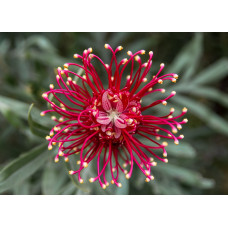 Grevillea - Canberra Gem (Spider Flower)